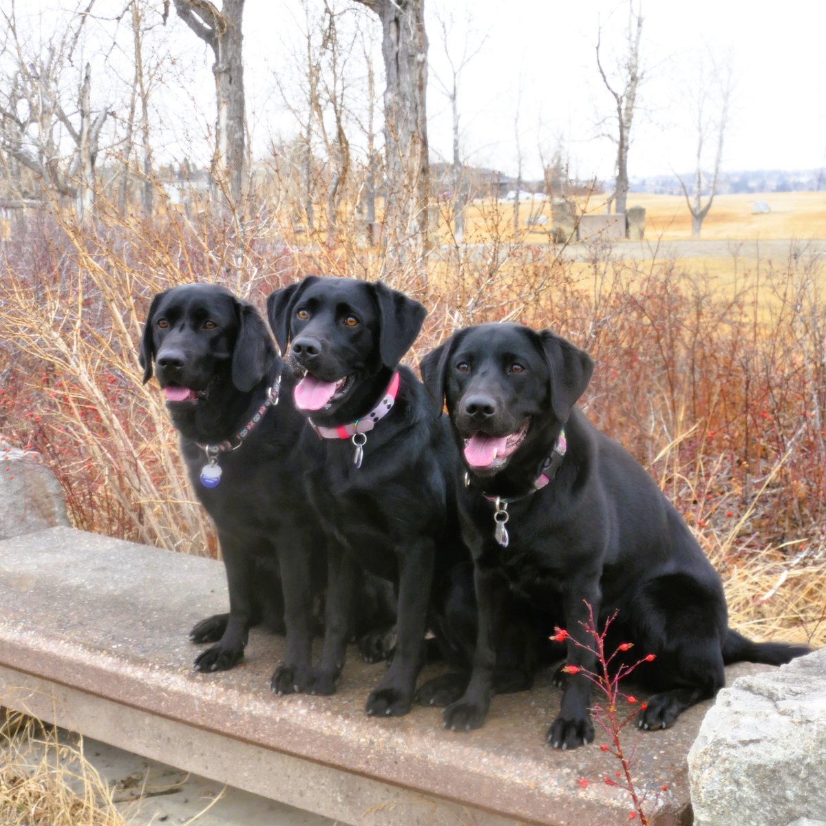bcguidedogs's tweet image. Felice, Tozi, and Scout had a science-packed day full of fun and friendship 🐾

#FutureGuideDogs #AdvancedTraining #PuppyAdventures #TELUSSparkFun #ServiceDog #GuideDog #EmpowerIndependence #Puppy #Dog #BCAGD #Canada #nonprofit #charity
