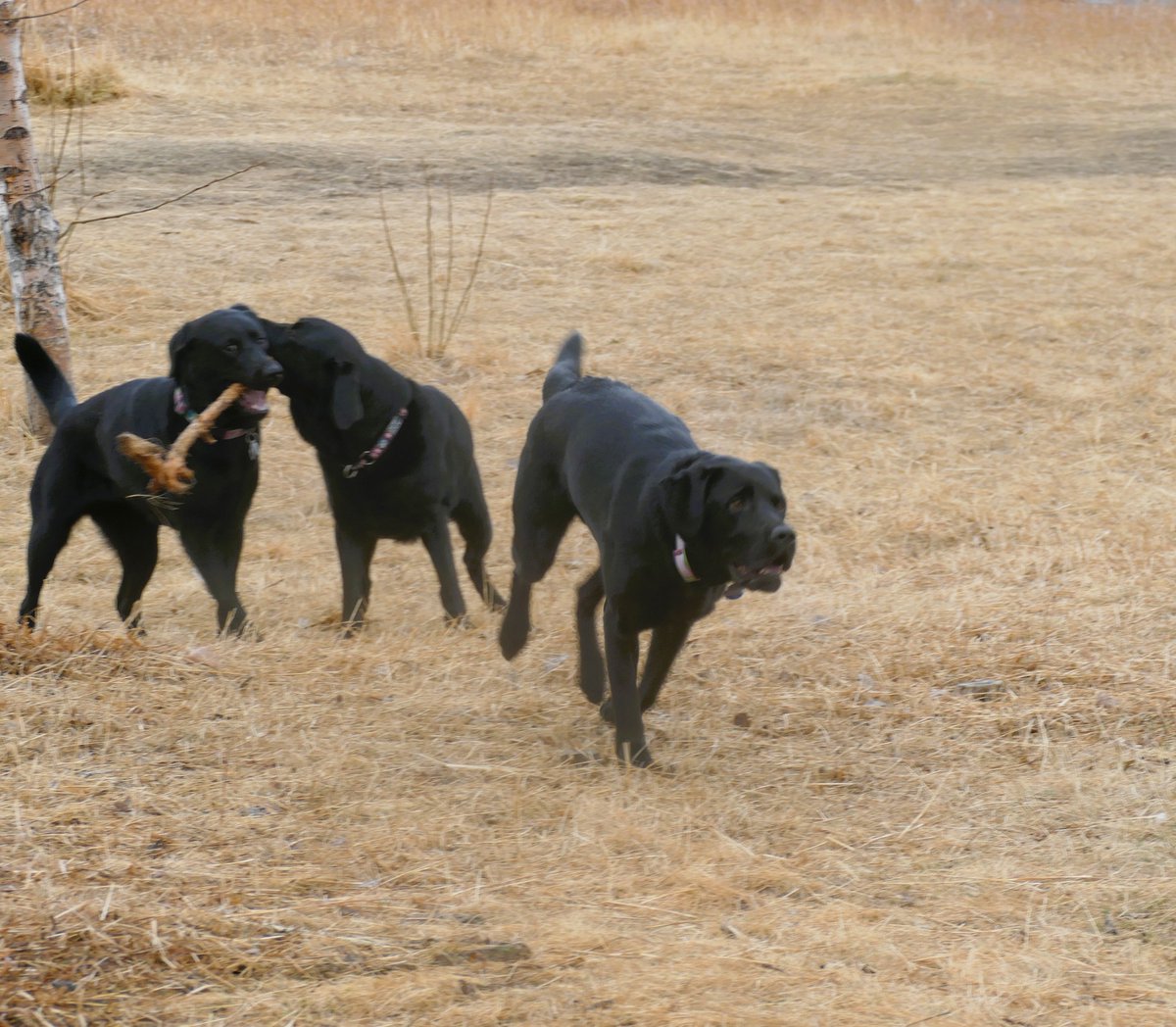 bcguidedogs's tweet image. Felice, Tozi, and Scout had a science-packed day full of fun and friendship 🐾

#FutureGuideDogs #AdvancedTraining #PuppyAdventures #TELUSSparkFun #ServiceDog #GuideDog #EmpowerIndependence #Puppy #Dog #BCAGD #Canada #nonprofit #charity