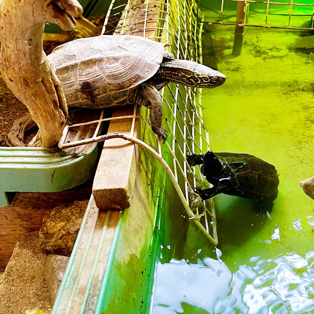 reptilescafe's tweet photo. 風雨が冷たい横浜
お店は通常営業（11時〜18時、L.O.17時頃）です

写真は
#クサガメ さんたちです

#爬虫類カフェ #reptilescafe #爬虫類カフェ
#ChineseThreeKeeledPondTurtle
#ReevesPondTurtle https://t.co/SCU7D5bUAu