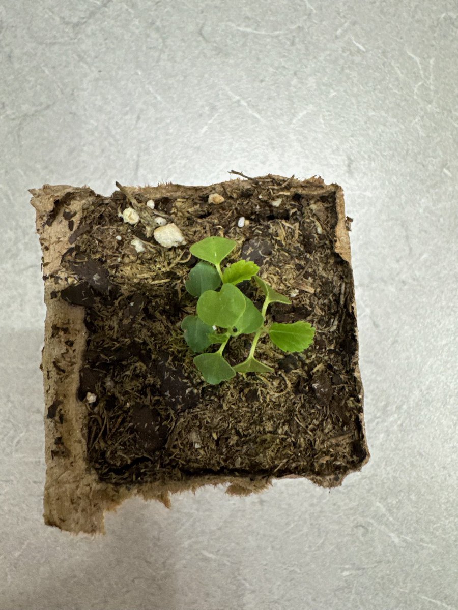 Can you ID a NACTA tiebreaker? Weed identification time! #okstate