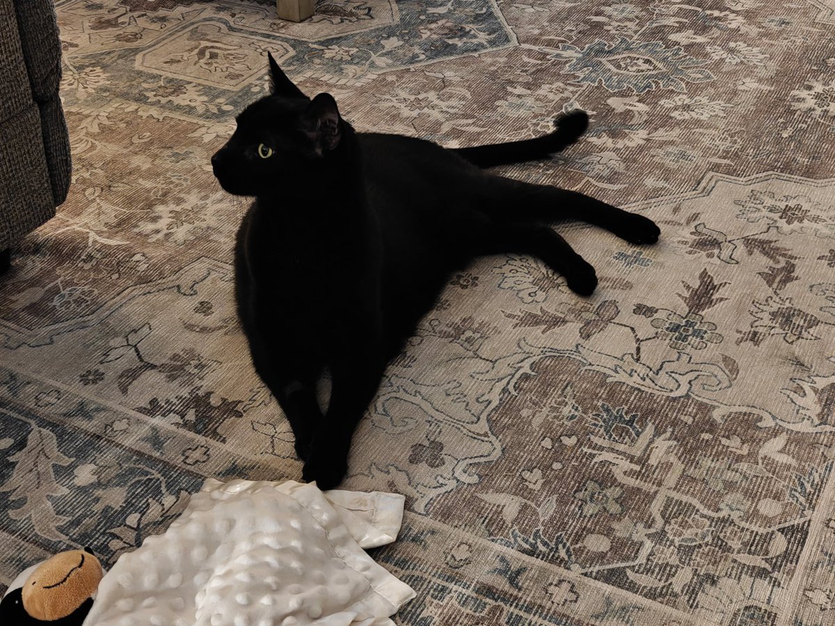 BaseballDebt's tweet image. May or may not have named our new cat after @Royals 1B @VPasquantino 

Say hello to Pawsquatch! 🐈 🐾