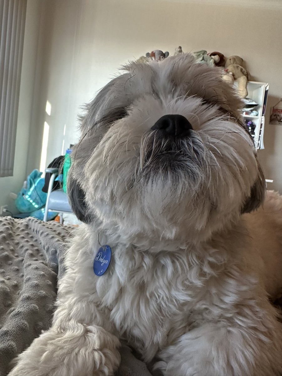 ghost52277's tweet photo. @fifteencatzai first one is my pup 🥺 https://t.co/Wh9d4HZiBA