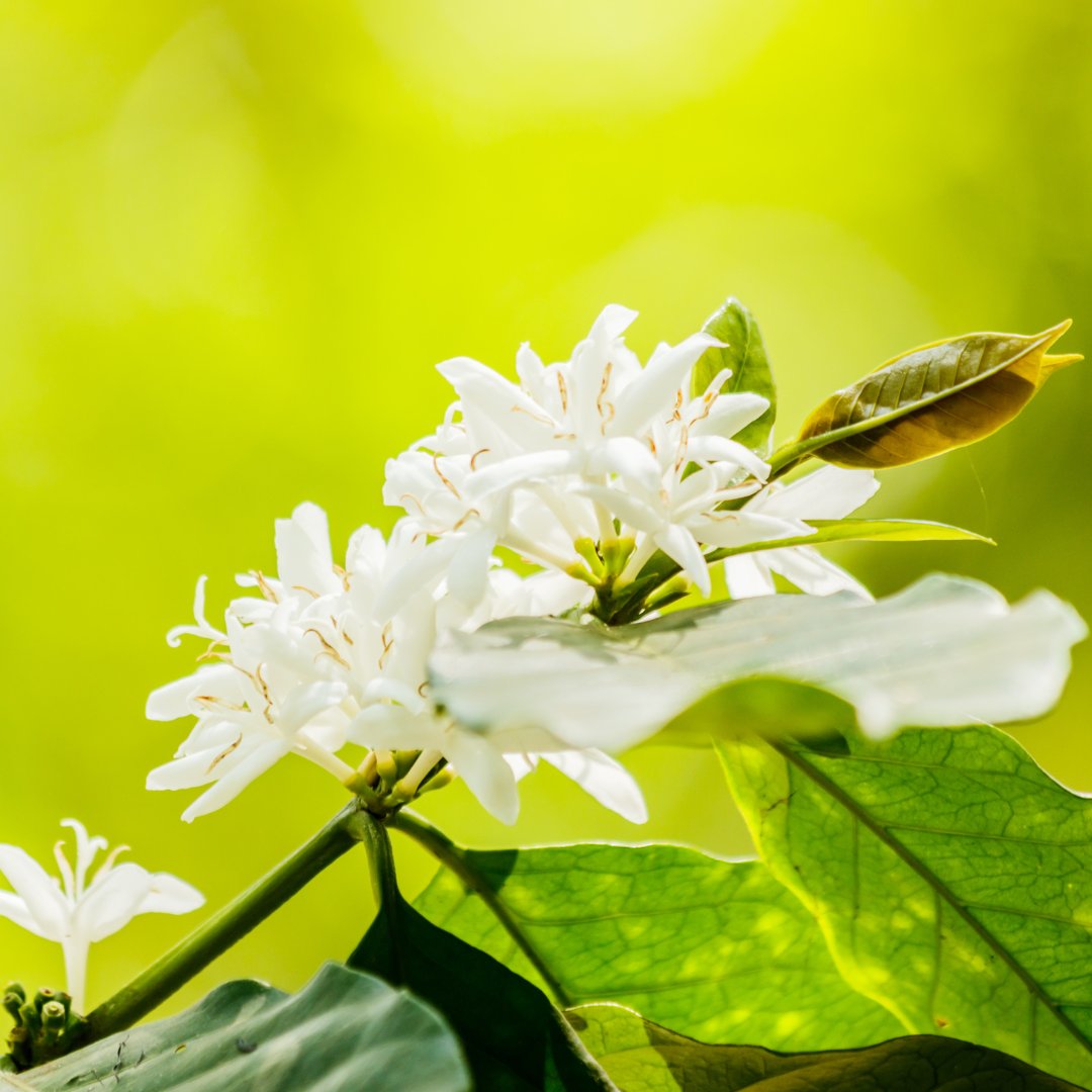 maithaicoffee's tweet photo. Before the bean, there’s the bloom.

Coffee flowers are fleeting but powerful. They mark the beginning of the journey toward the rich, flavorful coffee we all enjoy.

Their arrival depends on healthy soil, balanced rainfall, and an environment in harmony. https://t.co/9JLYn0X0Dp