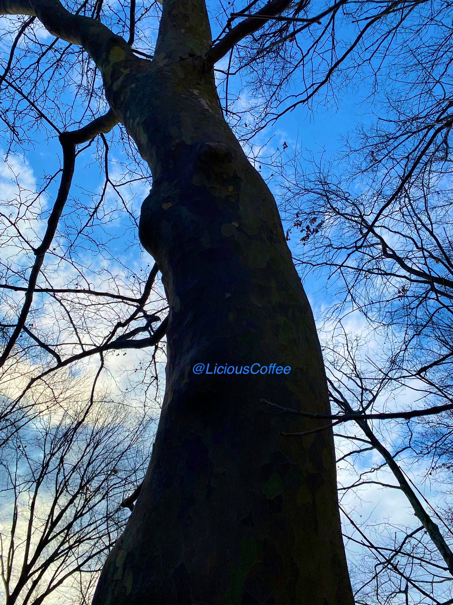 LiciousCoffee's tweet photo. It’s #Saturday & the #Tradition continues until *FOREVER
Our #AnitaBaker Project continues
These Saturday🌳🧐are previews of the BIG Show 🎼
😍 Some #Bakerisms Silhouettes pre-Sunset.
🥰My #tree interpretation For
#AnitaBakerSaturdays 👸🏽🙌🏽 https://t.co/zVhHiOI0SR