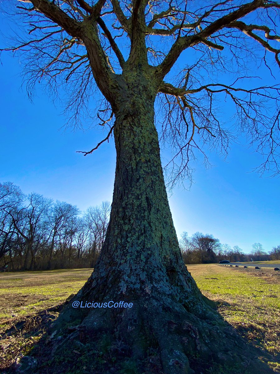LiciousCoffee's tweet photo. It’s #Saturday & the #Tradition continues until *FOREVER
Our #AnitaBaker Project continues
These Saturday🌳🧐are previews of the BIG Show 🎼
😍 Some #Bakerisms Silhouettes pre-Sunset.
🥰My #tree interpretation For
#AnitaBakerSaturdays 👸🏽🙌🏽 https://t.co/zVhHiOI0SR