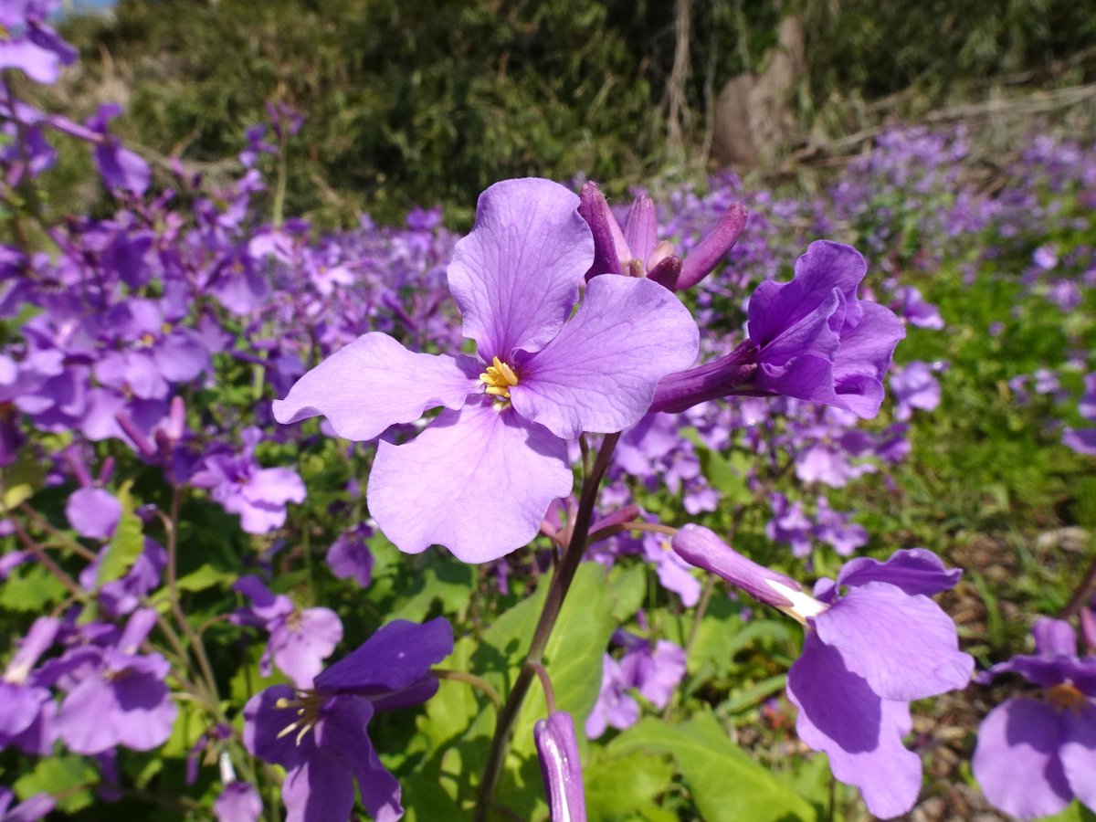御屋敷広場の一角が紫の花畑に。 #オオアラセイトウ、#ショカツサイ