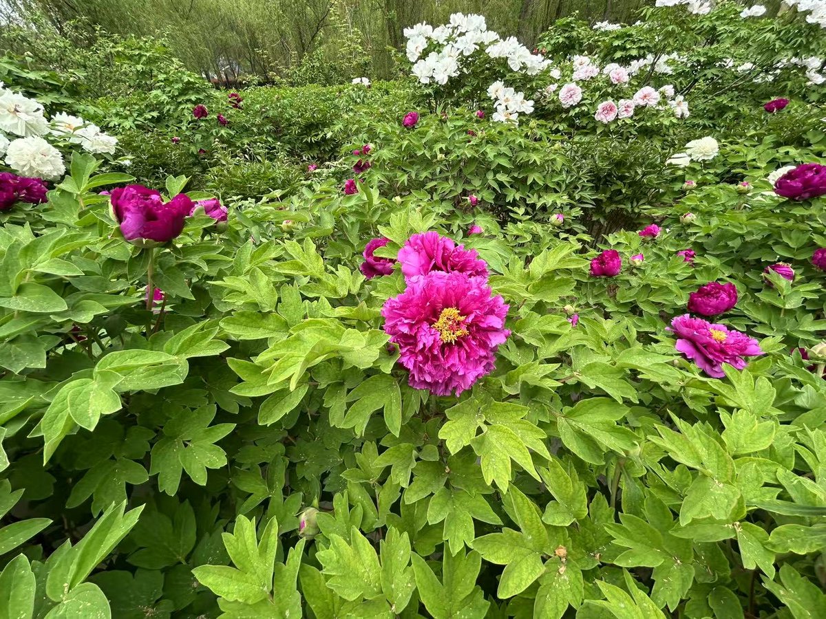 刘好好 (@lihoho558396672) on Twitter photo 