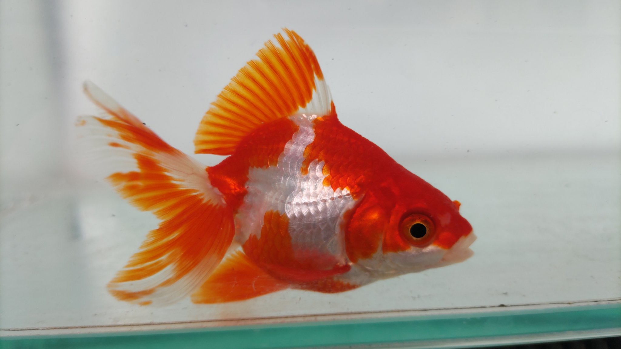 【返品送料無料】 川澄太一の金魚展  X: on その他