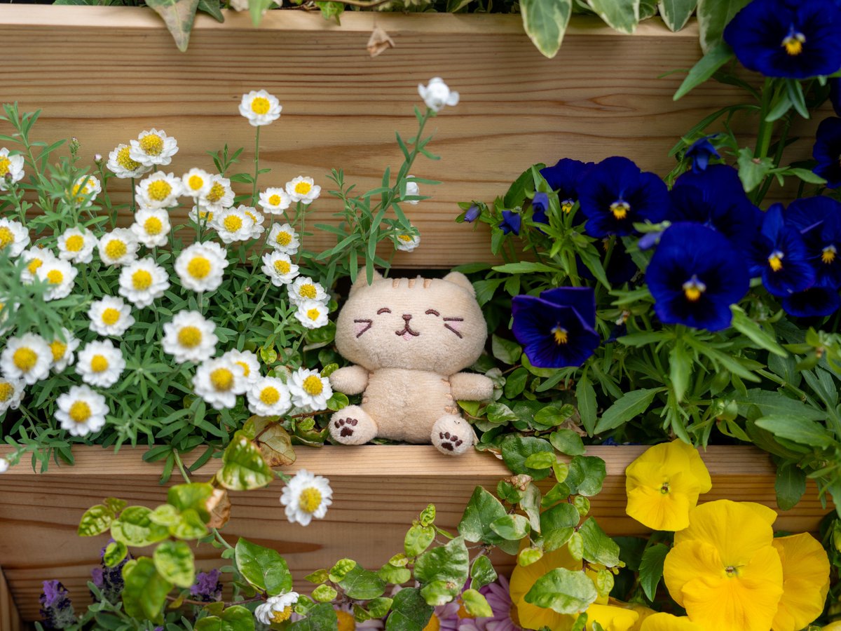 春の日比谷公園をニコニコで案内してくれたチャチャ丸さん( ´͈ ᵕ `͈ )
チューリップとネモフィラの花壇が見頃でした🌷
#ふくふくにゃんこ