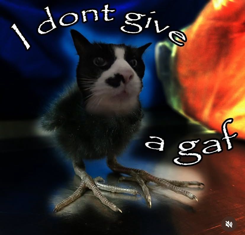 hourly_shitpost's tweet image. 