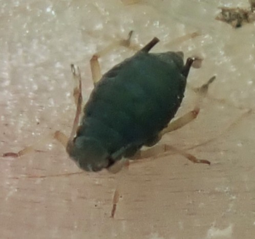 zfajiji's tweet image. ■タンポポアブラムシ　Aphis taraxacicola
　タンポポの葉をめくるとよく見つかる。
　越冬は胎生越冬のようだ(この前聞いた)。
#タンポポアブラムシ #aphis #Aphis #Aphid #aphid #アブラムシ #アブラムシは良いぞ