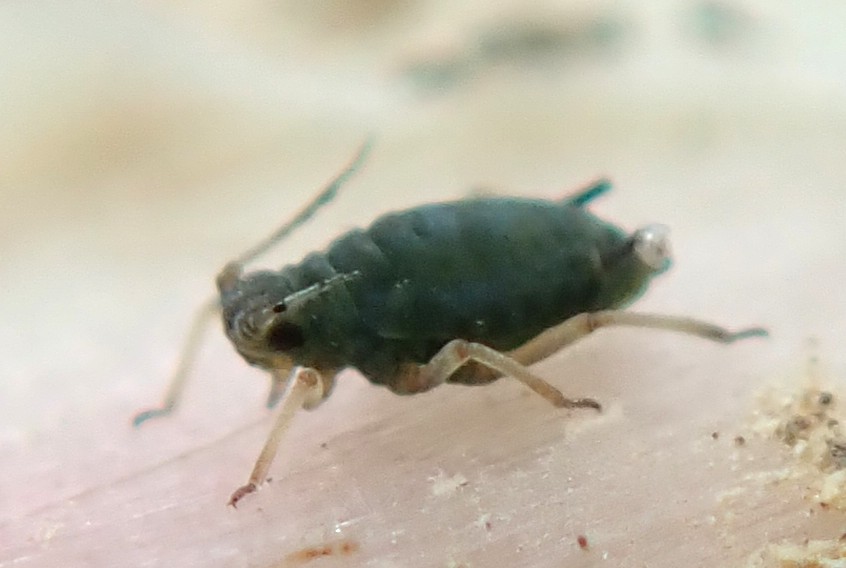 zfajiji's tweet image. ■タンポポアブラムシ　Aphis taraxacicola
　タンポポの葉をめくるとよく見つかる。
　越冬は胎生越冬のようだ(この前聞いた)。
#タンポポアブラムシ #aphis #Aphis #Aphid #aphid #アブラムシ #アブラムシは良いぞ