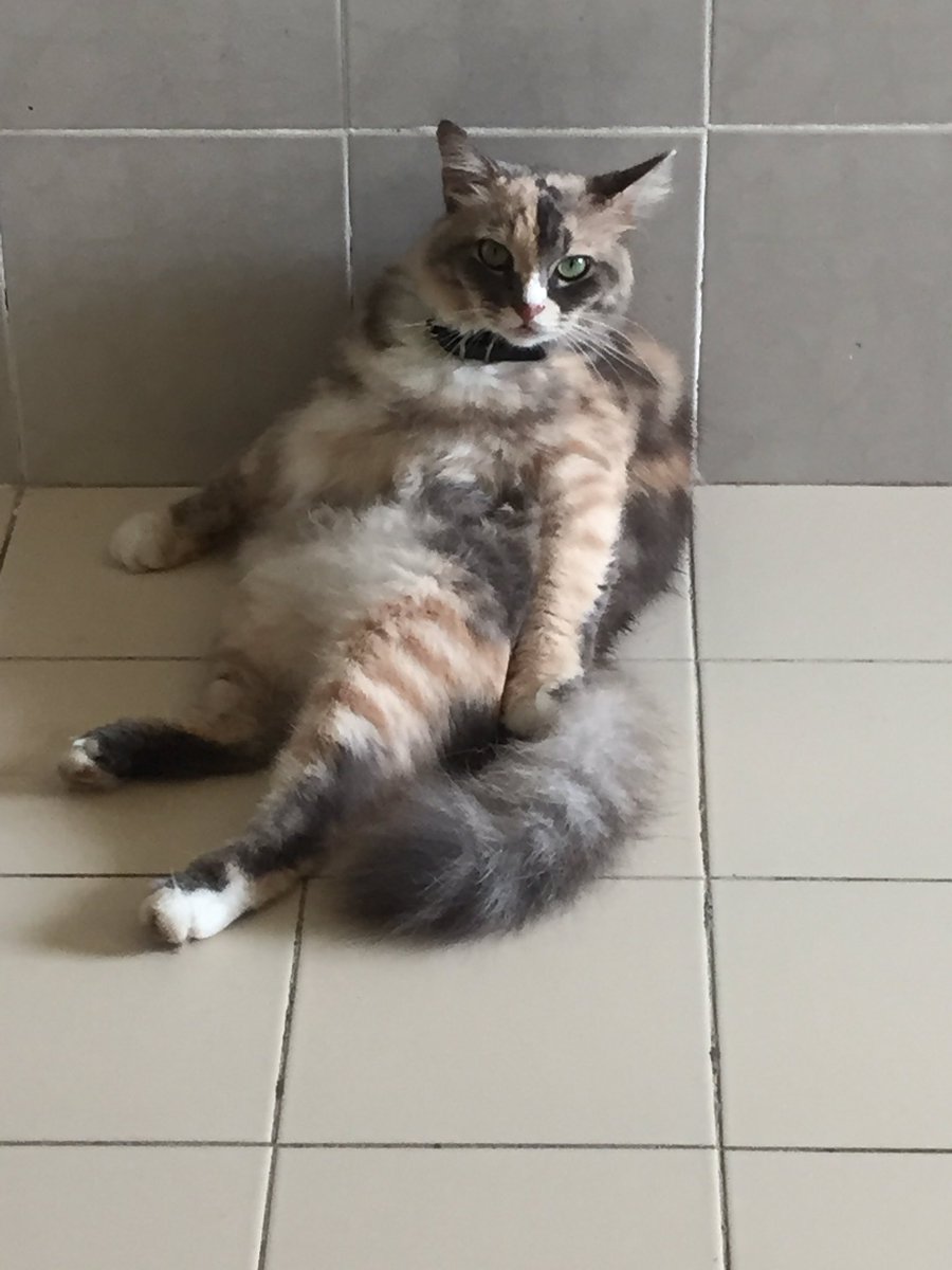 ___xndre's tweet photo. @tattyhassan Sumpah dia jangan jadi manusia, i buang jauh sumpah 😭 https://t.co/gQymKN4mrm