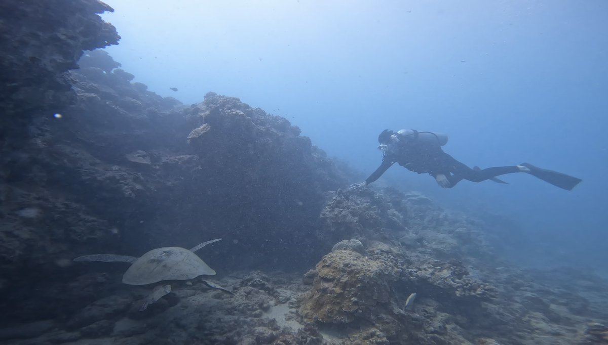 JalpakHawaii's tweet photo. ／  神秘的な海中散歩！🐢🪸＼ 
 Coral ReefやHonuと一緒に泳げる！
 あなたは海の中の世界に興味はありますか？
これがUnder the Seaの世界観🌊

初心者にもやさしいプロのダイバーが教えます！
あなたも今すぐスキューバダイビングにチャレンジ！🐠🐟🐚
👇👇
https://t.co/VE2hqWUlue https://t.co/xFxVpeFvCw