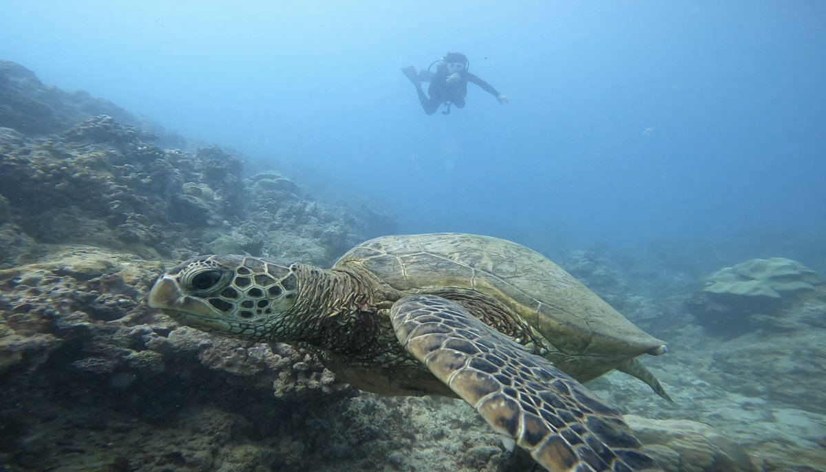 JalpakHawaii's tweet photo. ／  神秘的な海中散歩！🐢🪸＼ 
 Coral ReefやHonuと一緒に泳げる！
 あなたは海の中の世界に興味はありますか？
これがUnder the Seaの世界観🌊

初心者にもやさしいプロのダイバーが教えます！
あなたも今すぐスキューバダイビングにチャレンジ！🐠🐟🐚
👇👇
https://t.co/VE2hqWUlue https://t.co/xFxVpeFvCw