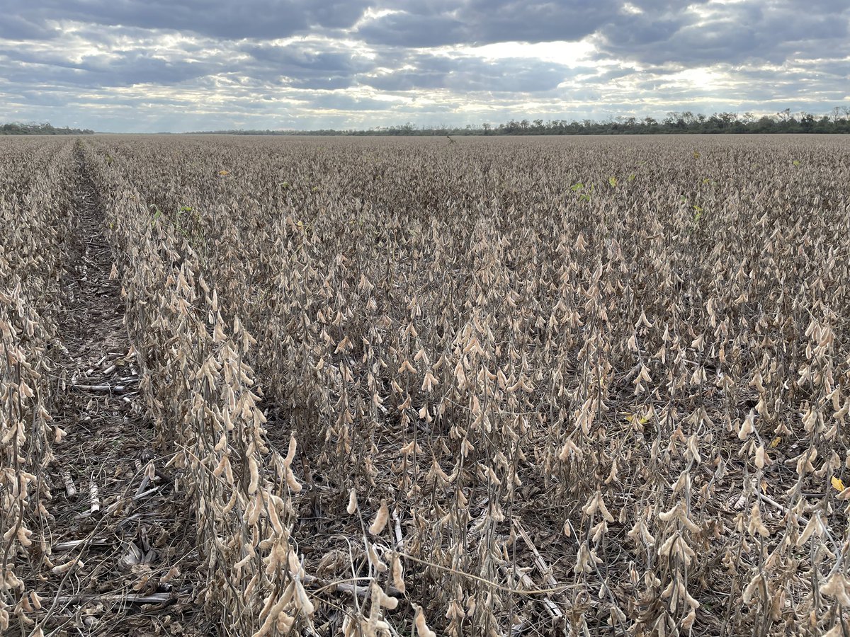 Inicio cosecha soja #brv #enlist #sgodelestero #brevantsemillas