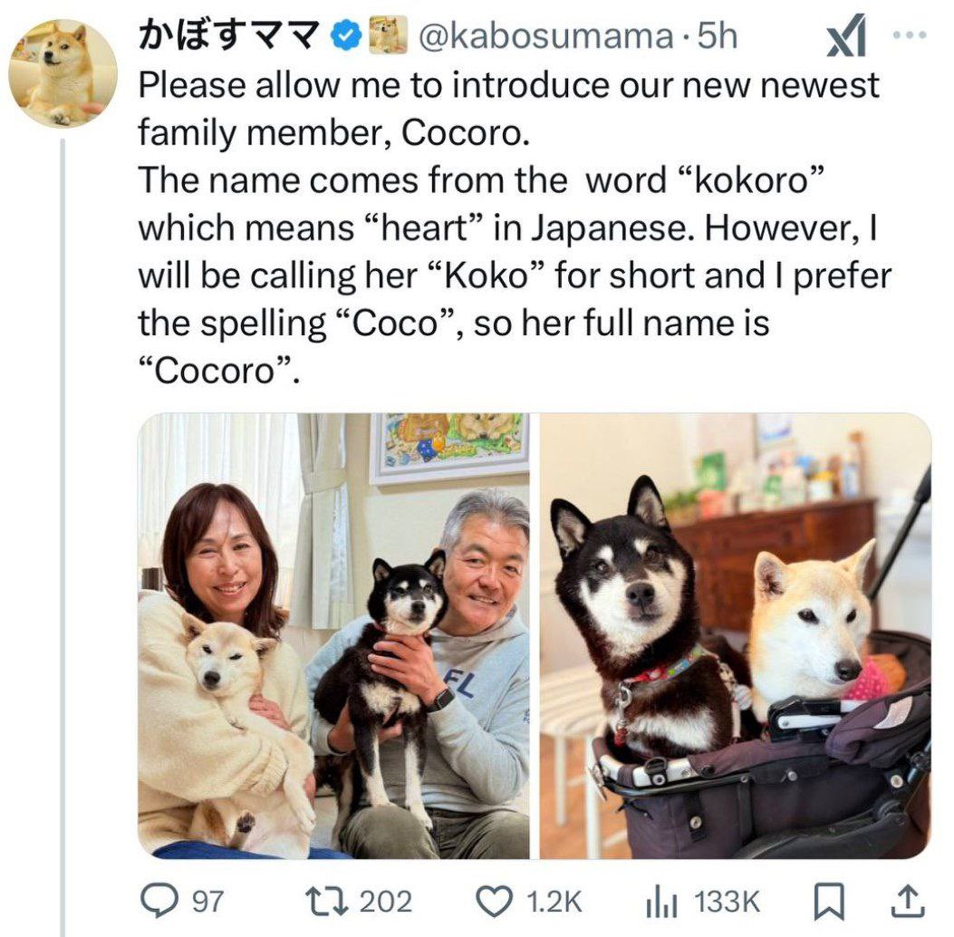 <a href="/cb_doge/">DogeDesigner</a> $Cocoro kabosu's story continues