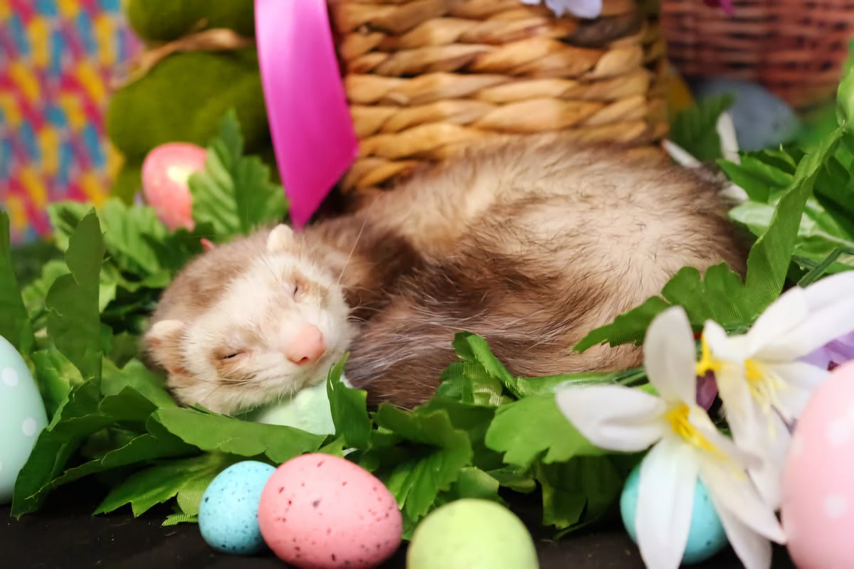 A Hoppy Henry Easter! 

2025 WFRS Easter Photoshoot, photos by Vondelle McLaughlin