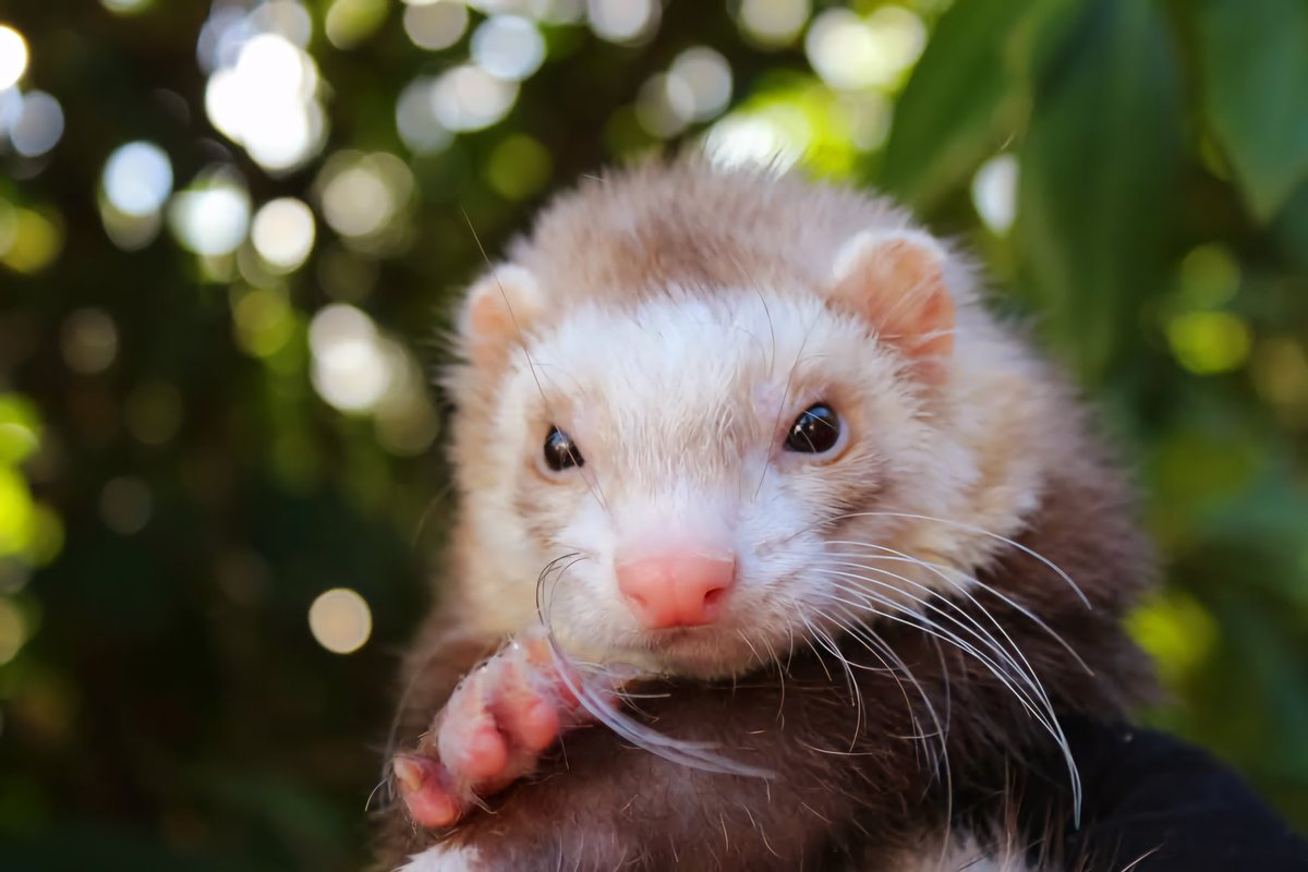 Little Lion Man 

Photos by Vondelle McLaughlin