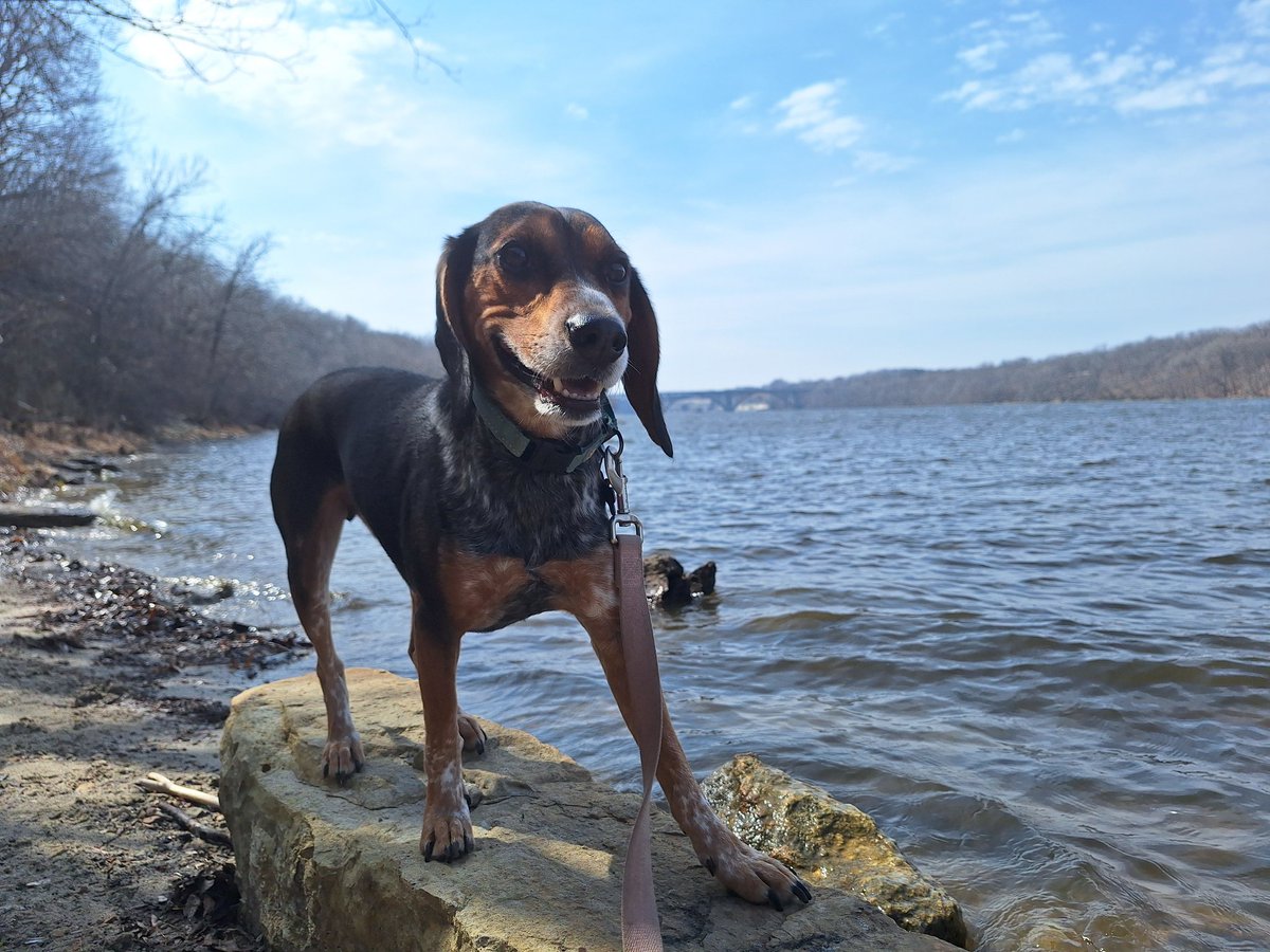TwoPucketts's tweet photo. The potential adopter said he was going to sleep on it and make a decision tomorrow, then he headed straight to the pet store and asked all about what leash and collar I use, Sam's favorite treats and even what jacket size

I THINK WE HAVE A PRETTY GOOD SHOT HERE https://t.co/j7eHBzbeYq