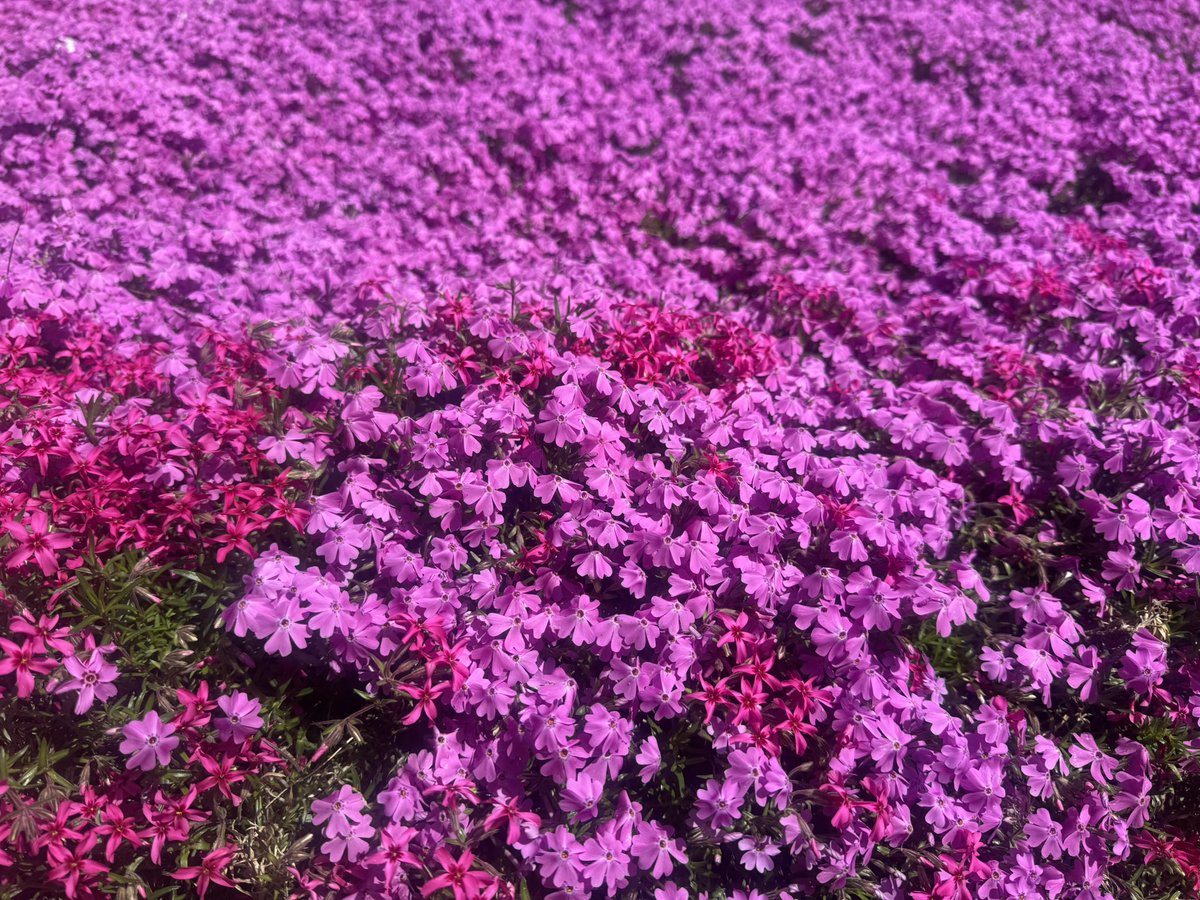 elmo5586's tweet photo. 今年も高遠行ってきた〜
実家の芝桜も満開✨ https://t.co/OA31DNbD4T