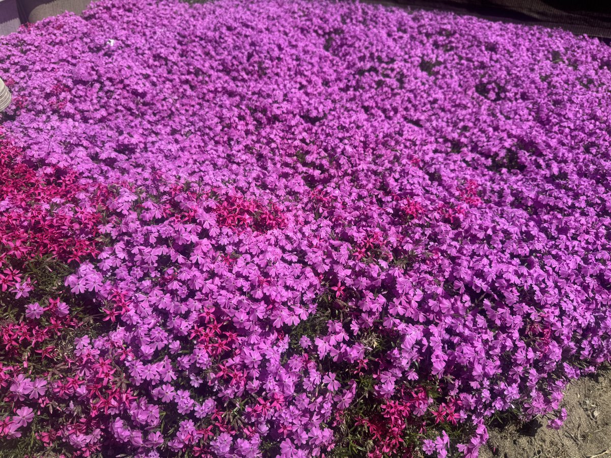 elmo5586's tweet photo. 今年も高遠行ってきた〜
実家の芝桜も満開✨ https://t.co/OA31DNbD4T