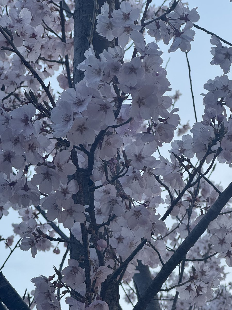 elmo5586's tweet photo. 今年も高遠行ってきた〜
実家の芝桜も満開✨ https://t.co/OA31DNbD4T