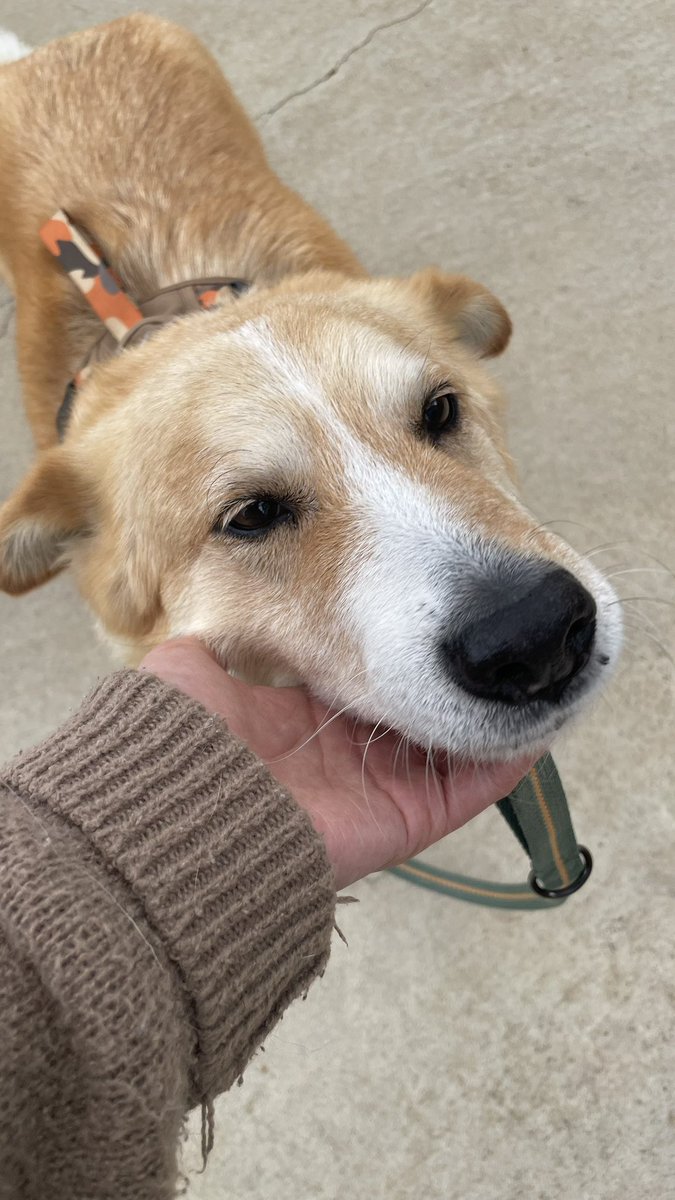 予防接種したえらいぬ