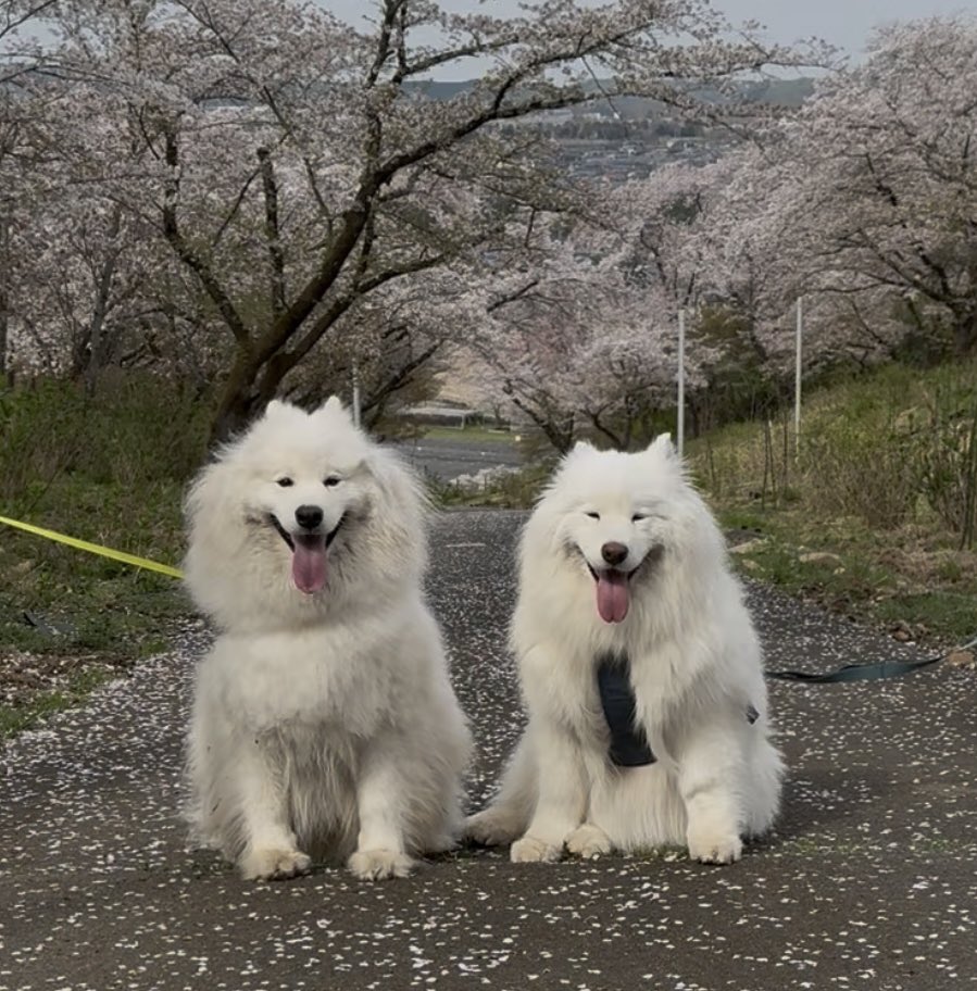 サモエドのソラン soran the samoyed (@samoedsoran) / X サモエドのソラン soran the samoyed (@samoedsoran) / X