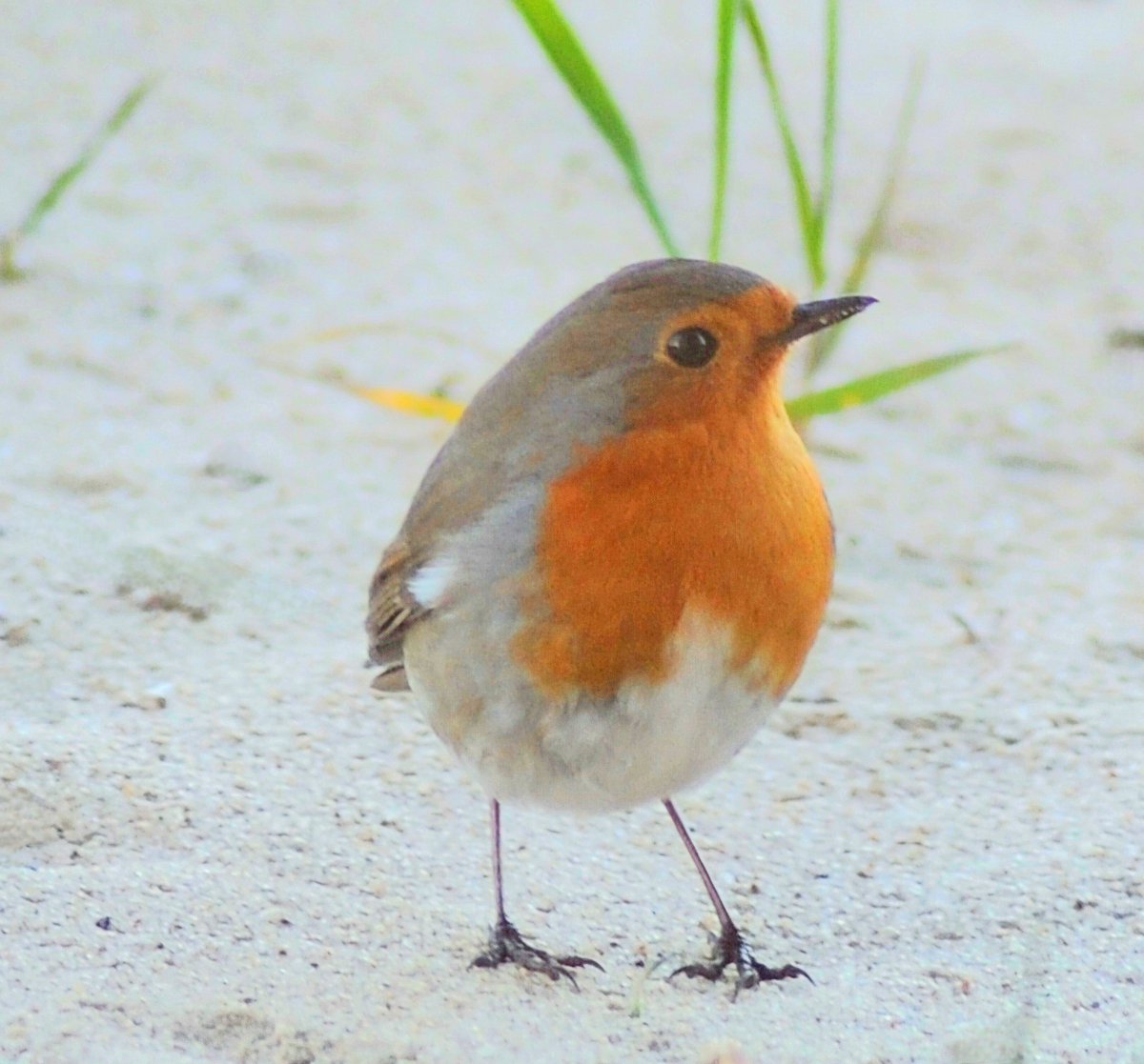 cojeprawda's tweet photo. Have a beautiful Sunday☀️
#backyardphotography #birdphotography #birds #wildlifephotography #birdwatching https://t.co/jc31VTSXOY