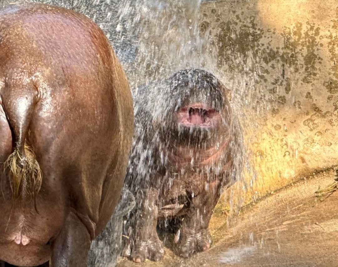 KhaokheowZoo's tweet photo. สุขสันต์วันสงกรานต์ค่า 🌼🌸🏵💦🌺💦
เซเลปสุดสวยเปียกแต่เช้า 👧❤️🦛

#���วนสัตว์เปิดเขาเขียว 
#khaokheowzoo https://t.co/Isl8JgjI0l