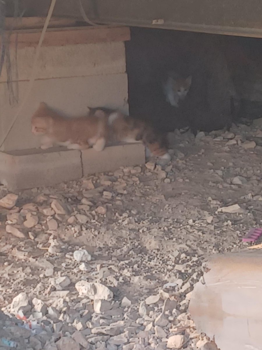 devynadira's tweet photo. Finally, a sighting of kittens! My sister has been asking if she should see them and now they have appeared from under the house. https://t.co/m5qmj6tt9l