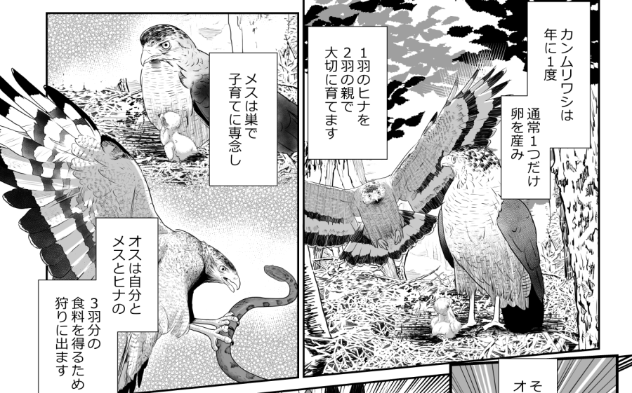 通常、カンムリワシは一年に一個しか卵を産まない。
孵化した1羽のヒナを2羽の親で大事に育てる。
島に生きる生物の、増えない初期設定みたいな生態、いろいろ考えさせられます。
だからこその、1/20の高確率での交通事故の影響の計り知れなさも。 