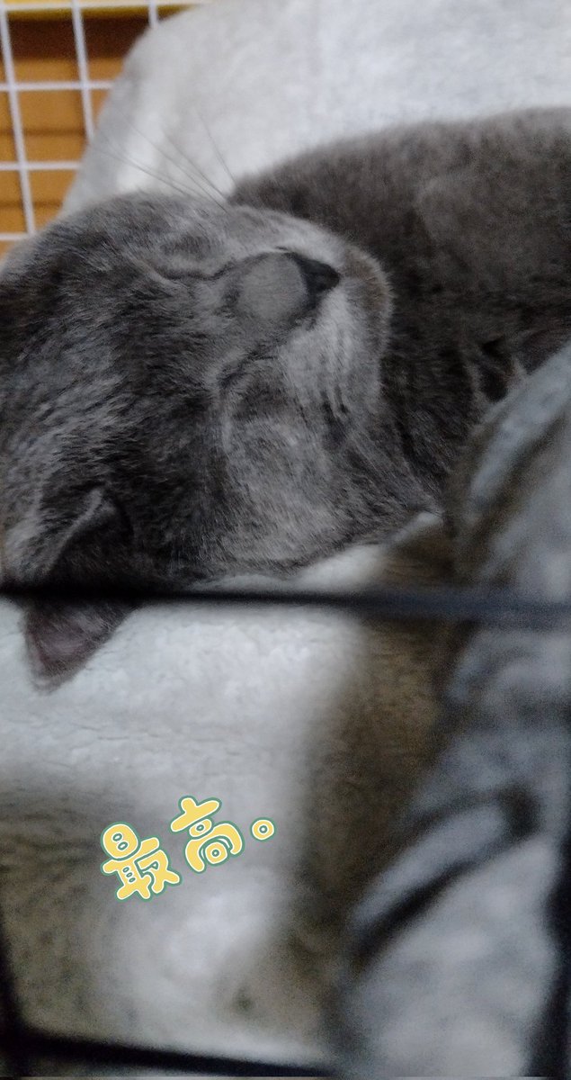 mio__DANTE's tweet photo. @nukosama チラって見えるお顔が
「満足か？」
って言われてるようなご尊顔✨

猫ちゃんは最高です!!!( 人˘ω˘ )✨ https://t.co/00ef27oDIn