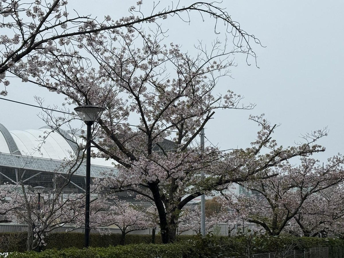 Tomo065869191's tweet photo. 桜花賞🐎 https://t.co/jguF6o0tz7