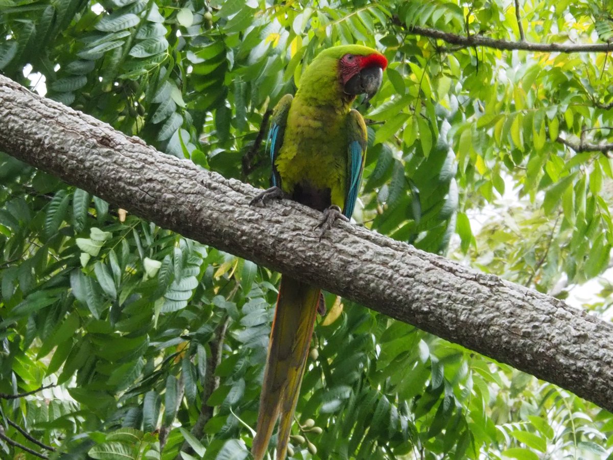 hocekm's tweet image. Ara Manzanillo. Reintroduction station for great green macaw