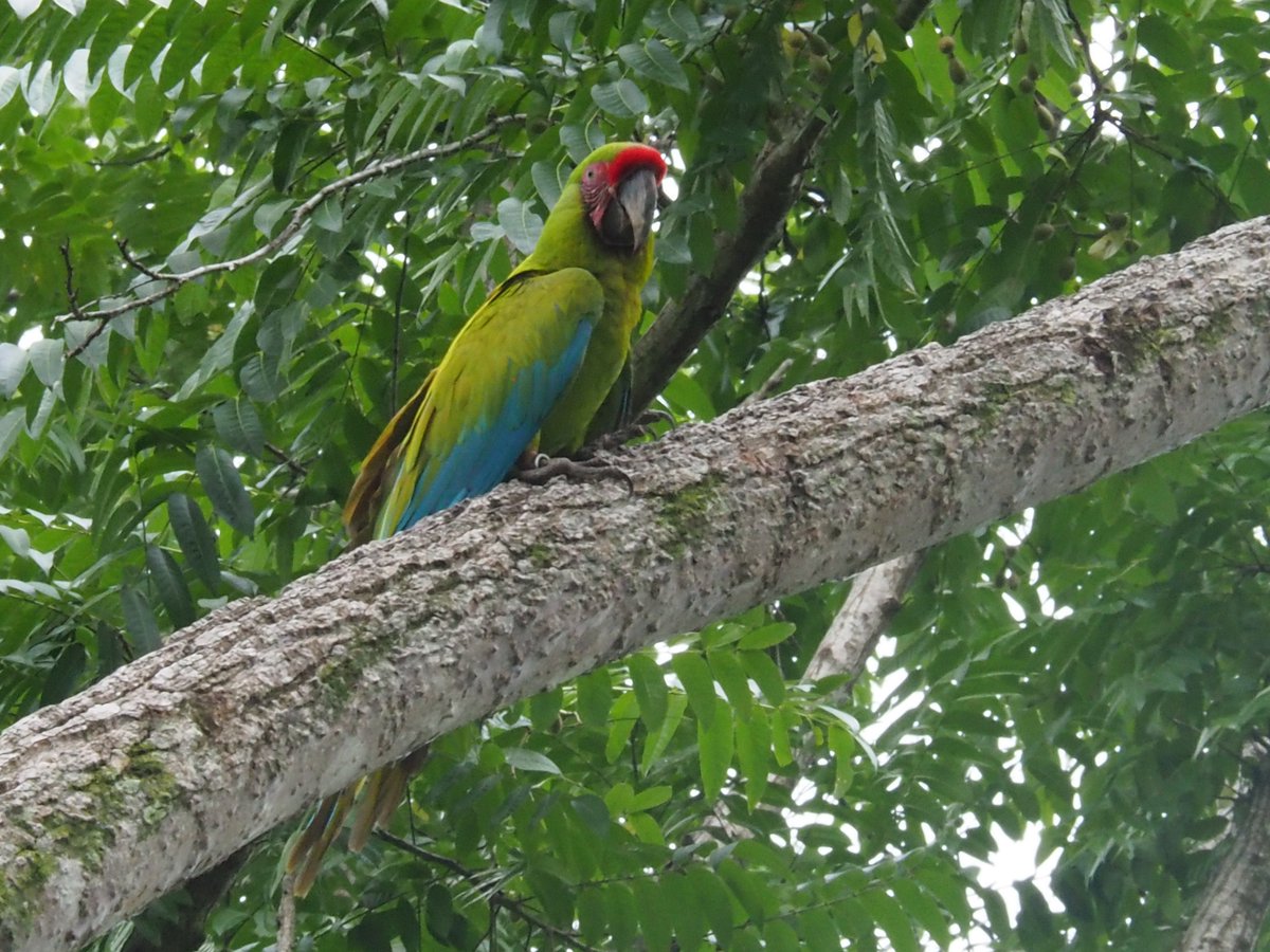 hocekm's tweet image. Ara Manzanillo. Reintroduction station for great green macaw