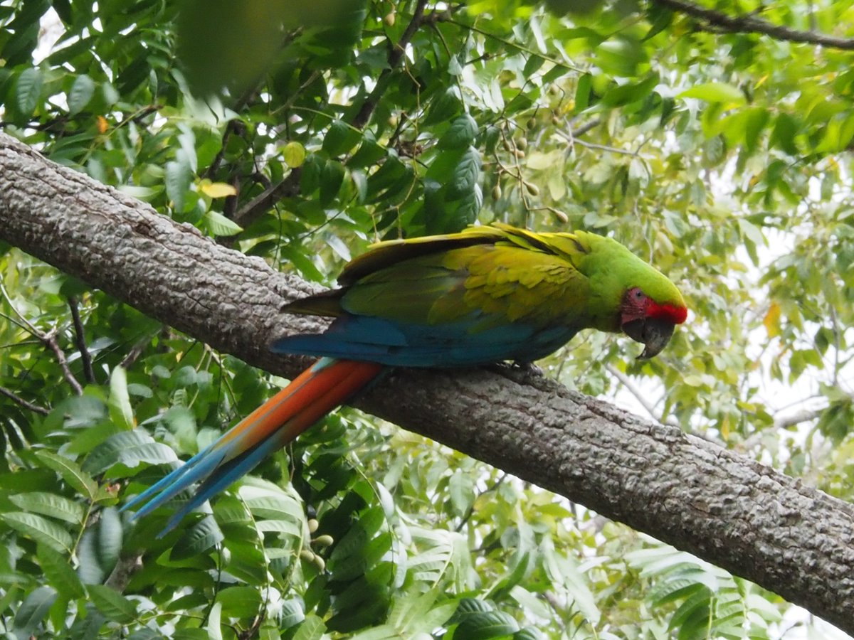 hocekm's tweet image. Ara Manzanillo. Reintroduction station for great green macaw