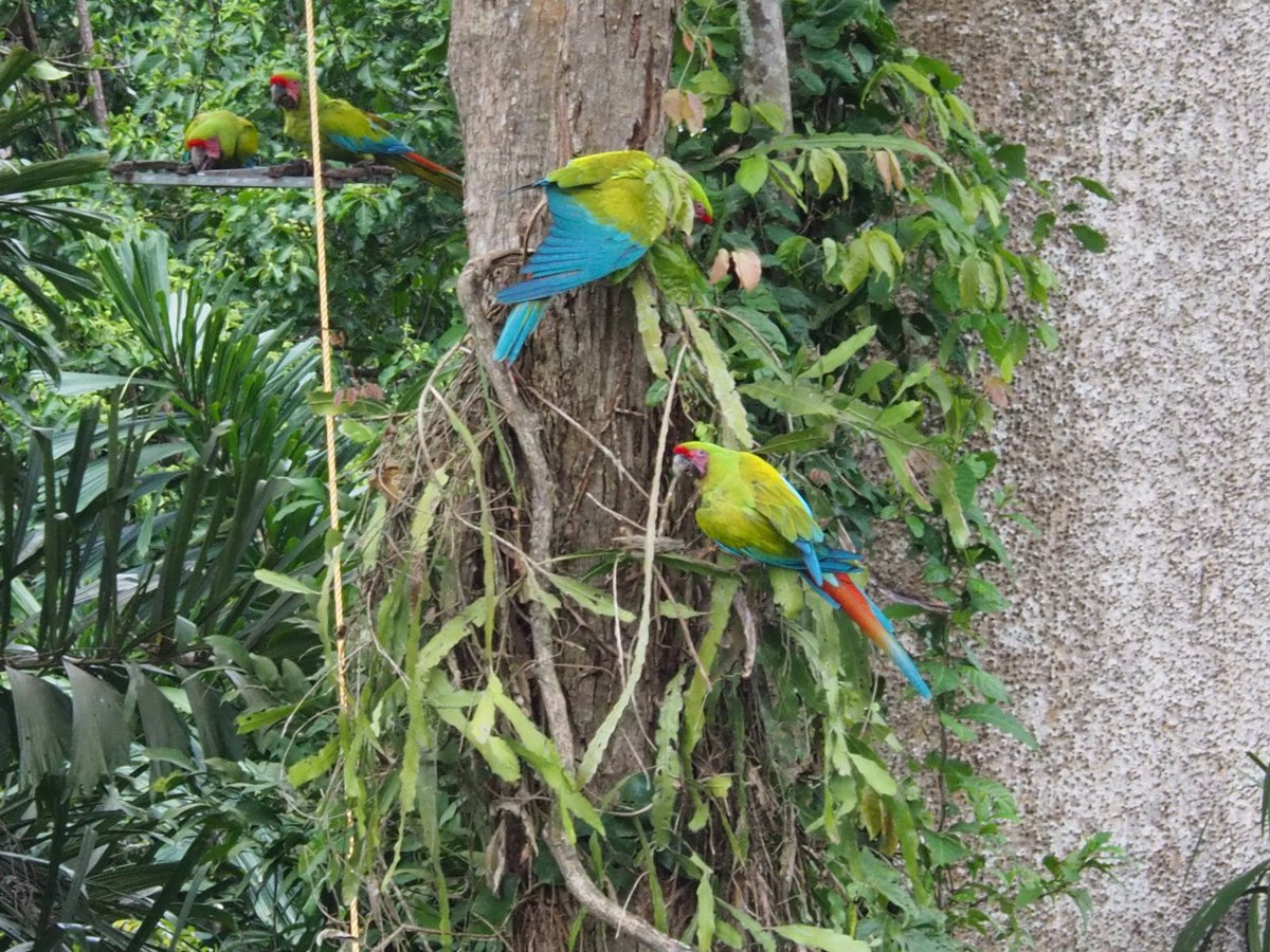 hocekm's tweet image. Ara Manzanillo. Reintroduction station for great green macaw