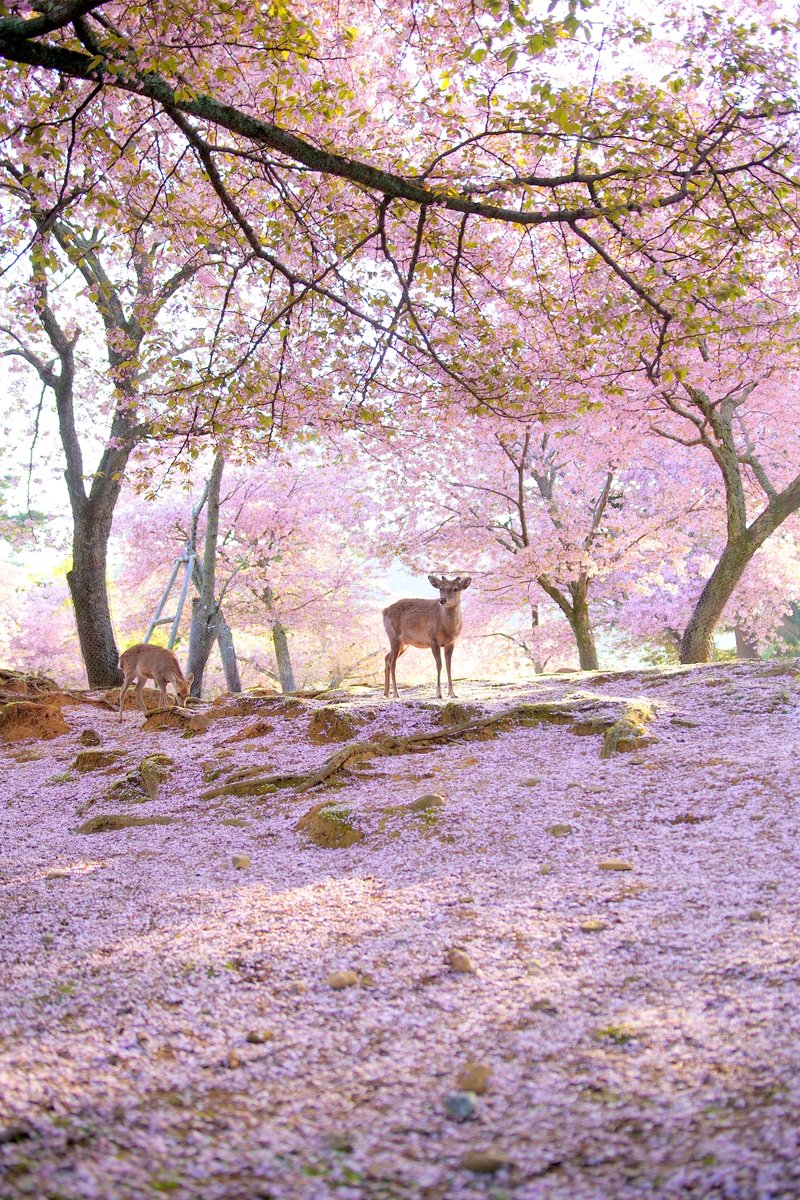 soo_ty's tweet photo. 奈良公園ではナラノココノエザクラの絶景が広がっていました♪ https://t.co/BAgipCNNZm