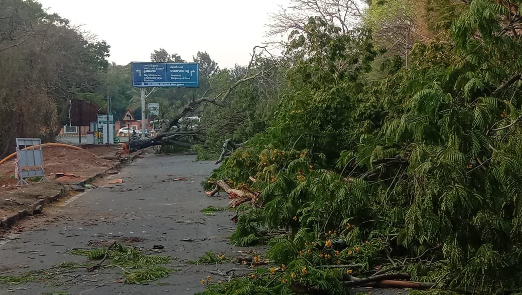 ravikeerthi22's tweet photo. Many trees have been cut down near SP Office Mysuru.
@mysurucitycorp any reason. https://t.co/8huyIDoMlw