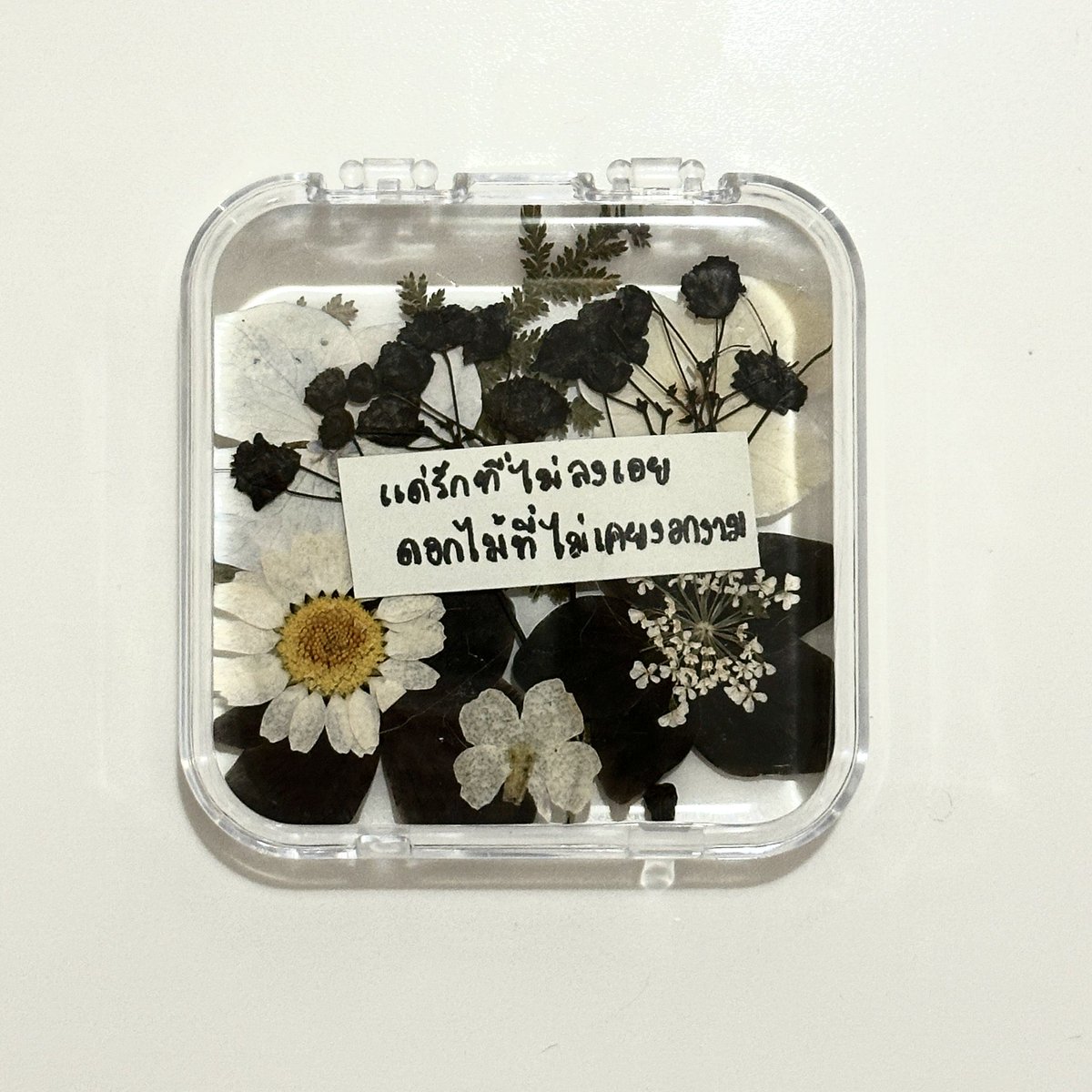 นิชาภาพ tweet media