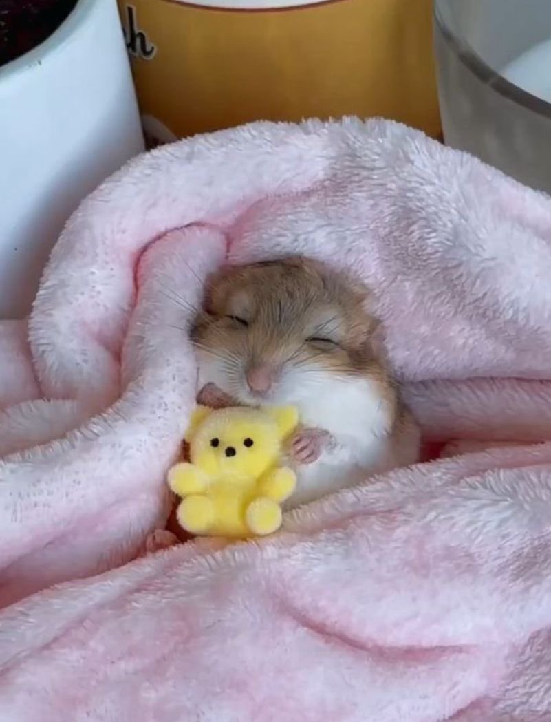 💖 (@twaniimals) on Twitter photo 