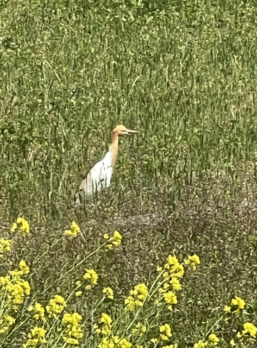 うちの隣の畑でアカサギはじめてみた