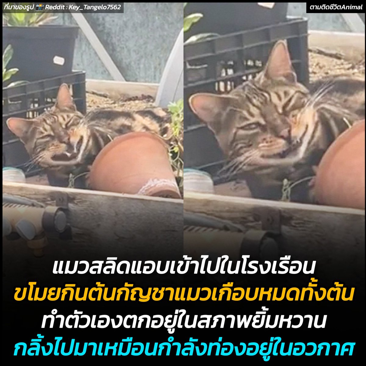 ตามติดชีวิตAnimal tweet media