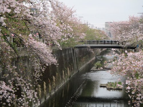 中板橋付近の桜の様子を毎日お届けします！
 
【2025年 #なかいたさくら便り】4月13日の桜
 
今年のさくら便りは本日で終わります。

さくらさん、今年もありがとー！
　＼(＠＾０＾＠)/

なかいた さくらブログ
nakaita.com/sakura/
 
#さくら #sakura #中板橋 #石神井川 #桜 #桜祭り #花見