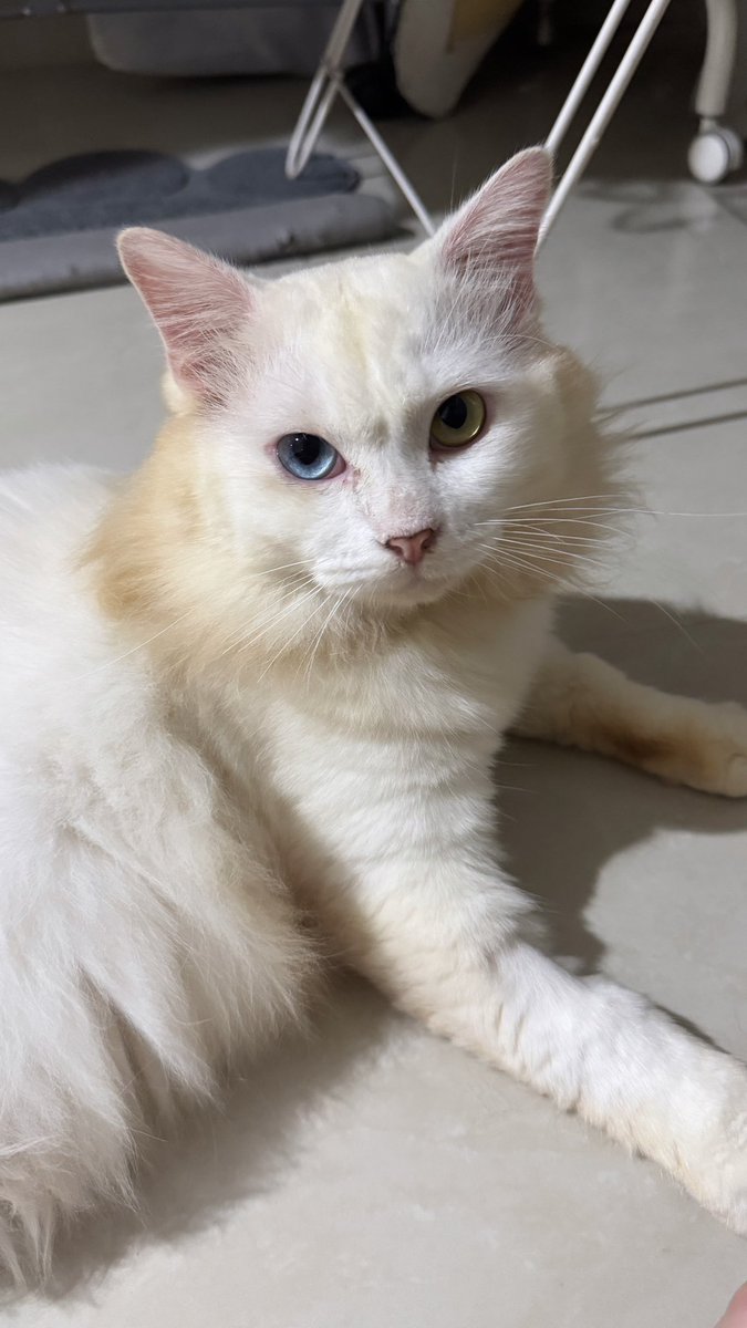 cakep gini lom laku di adopt krn ada mahar (gantiin vaksin + steril) buat pastiin mereka komitmen.
skrg kalo open adopt ati2 banget, karena yang terakhir agak traumatic. ga lama abis adopt masa minta pinjem duit… 🥲