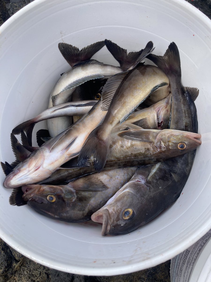 ホッケ - Search / X