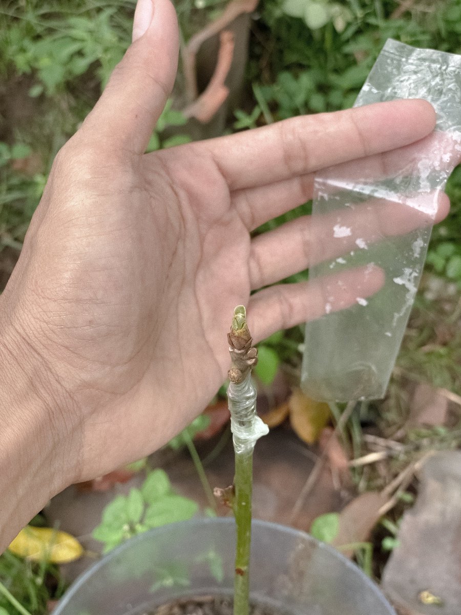 Hallo kawan2 KWT, Percobaan okulasi/sambung pucuk bibit alpukat usia 1bln mulai tumbuh tunas 🌱🤗