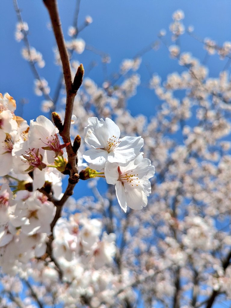 skip20200121's tweet photo. 先週てりたま片手に彼女とお花見した🌸 こんなに幸せなんだから もっともっと頑張りたい🌸 https://t.co/jOBEbLU5Zo